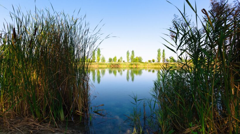 Alberi liberi e un fiume pieno di vita. La pineta di San Vitale è l’oasi padana