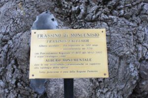 La gazza amica dell’albero della speranza