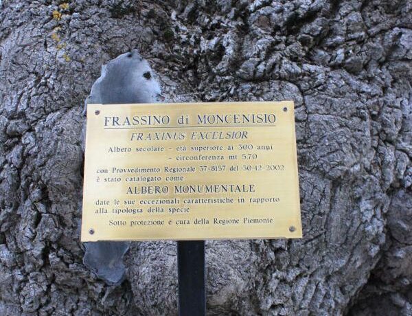 La gazza amica dell’albero della speranza