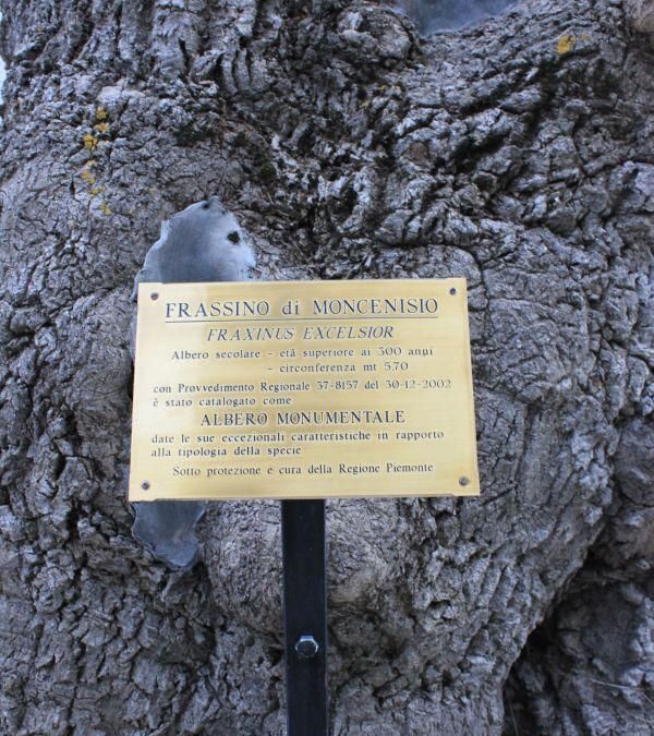 La gazza amica dell’albero della speranza