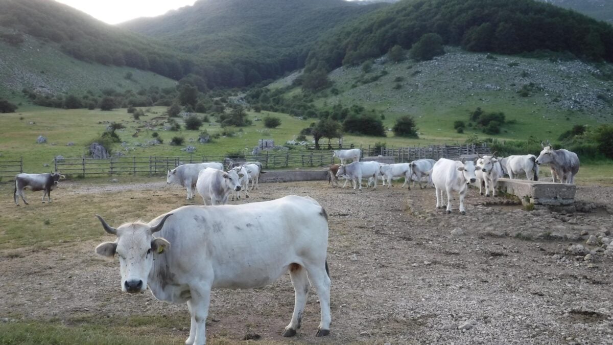 Psicosi pandemia pure sulle bufale. Abbattuti 140.000 esemplari sani