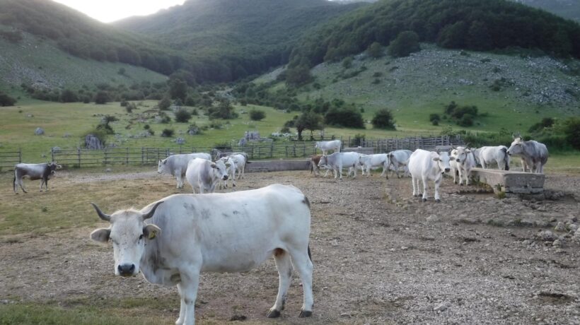 Psicosi pandemia pure sulle bufale. Abbattuti 140.000 esemplari sani