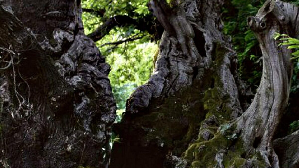 Nella villa in rovina un magico giardino nasconde il segreto di un ignoto passato