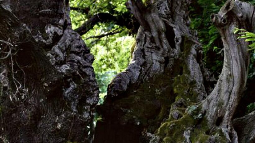 Nella villa in rovina un magico giardino nasconde il segreto di un ignoto passato