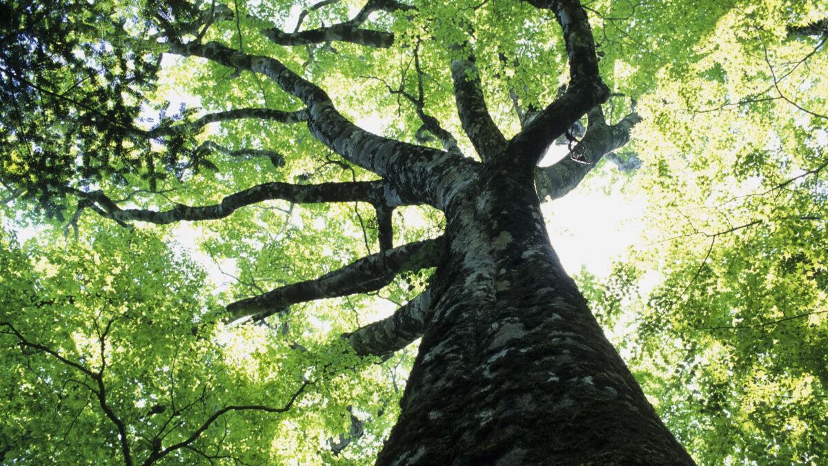 Scoprire la felicità all’ombra dei faggi che si nutrono di sole e di pioggia