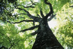 Scoprire la felicità all’ombra dei faggi che si nutrono di sole e di pioggia
