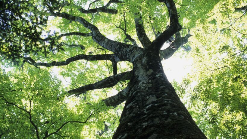 Scoprire la felicità all’ombra dei faggi che si nutrono di sole e di pioggia