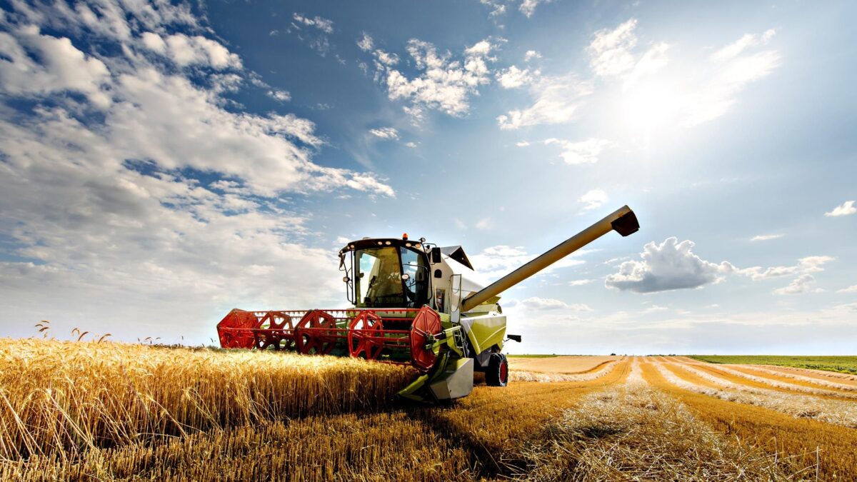Le Marche allontanano il Dragone. Il grano di qualità torna made in Italy