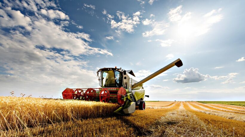 Le Marche allontanano il Dragone. Il grano di qualità torna made in Italy