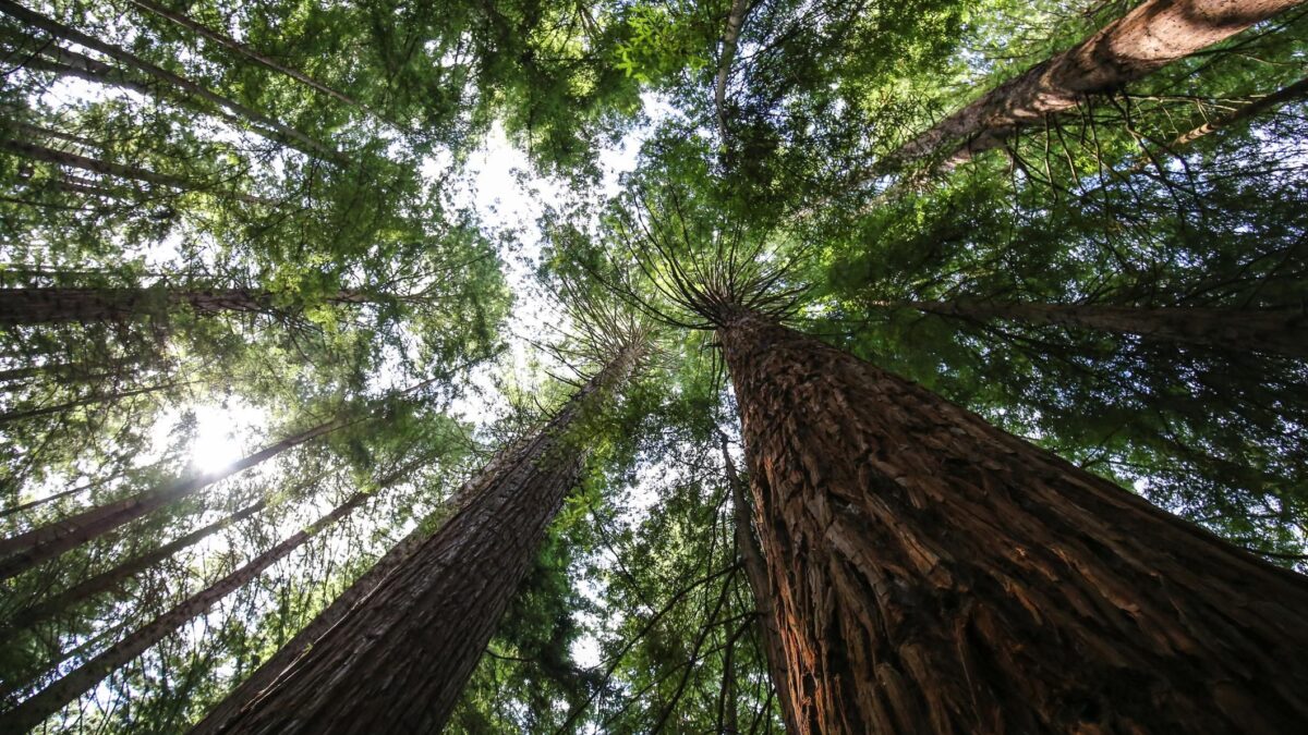 Verrà il giorno della vendetta degli alberi