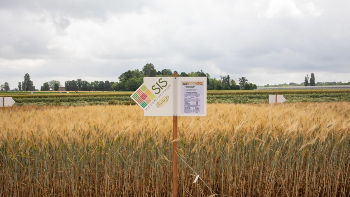 Manca il grano e l’Ue lo usa per farci il latte