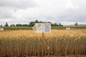 Manca il grano e l’Ue lo usa per farci il latte