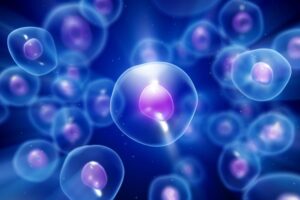 Il mosaico di cellule che ci rende vivi spiega perché non temere l’ordine