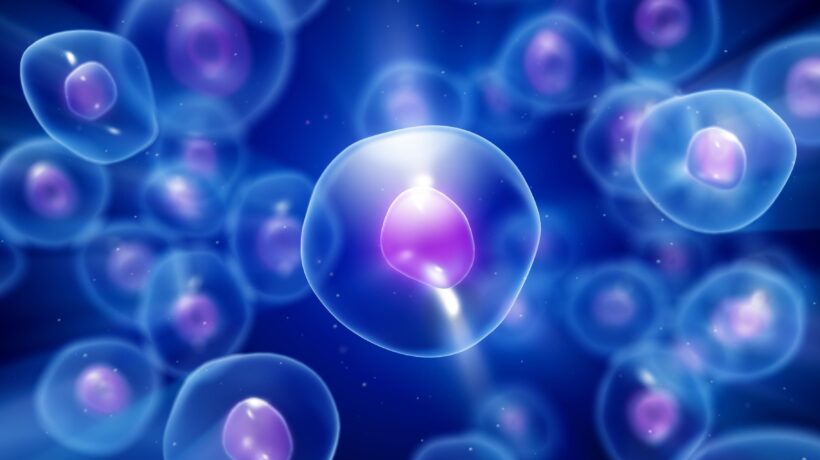 Il mosaico di cellule che ci rende vivi spiega perché non temere l’ordine