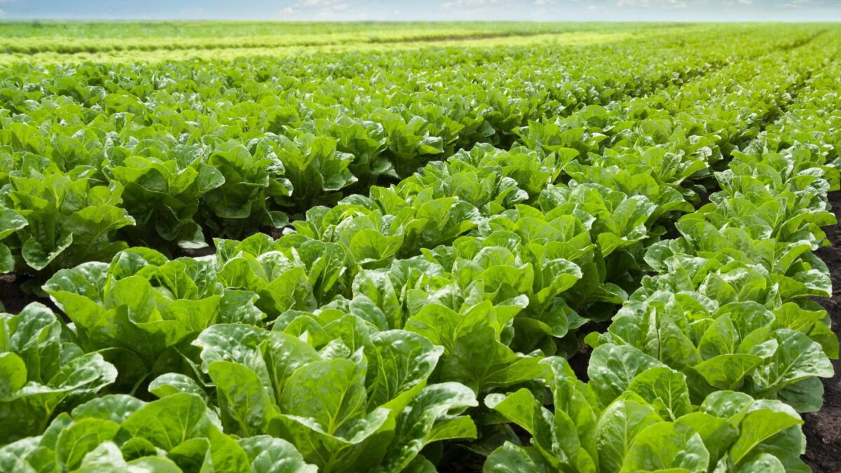 Chiamatemi lattuga, sarò la vostra riserva di acqua e vitamine