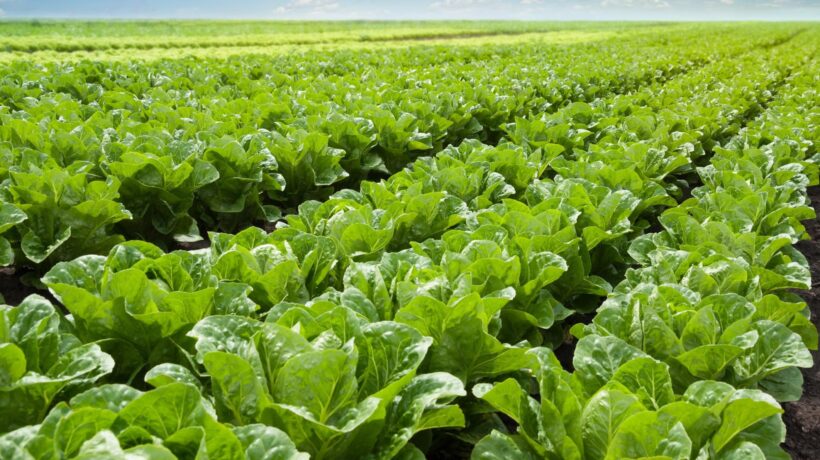 Chiamatemi lattuga, sarò la vostra riserva di acqua e vitamine