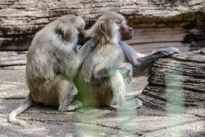 L’allarme vaiolo non c’è, l’affare dei vaccini sì