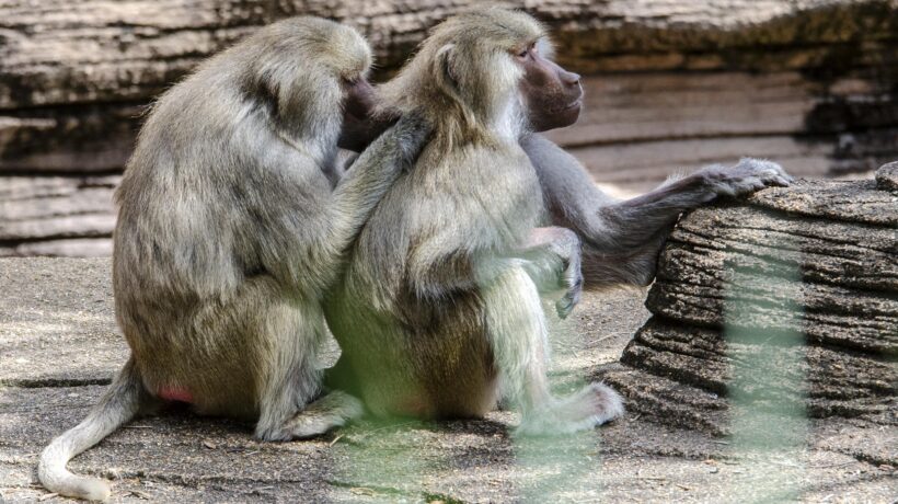 L’allarme vaiolo non c’è, l’affare dei vaccini sì