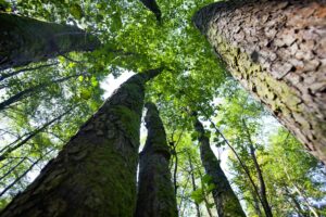 La foga del verde giustifica lo sterminio degli alberi anziani