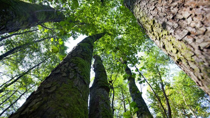 La foga del verde giustifica lo sterminio degli alberi anziani