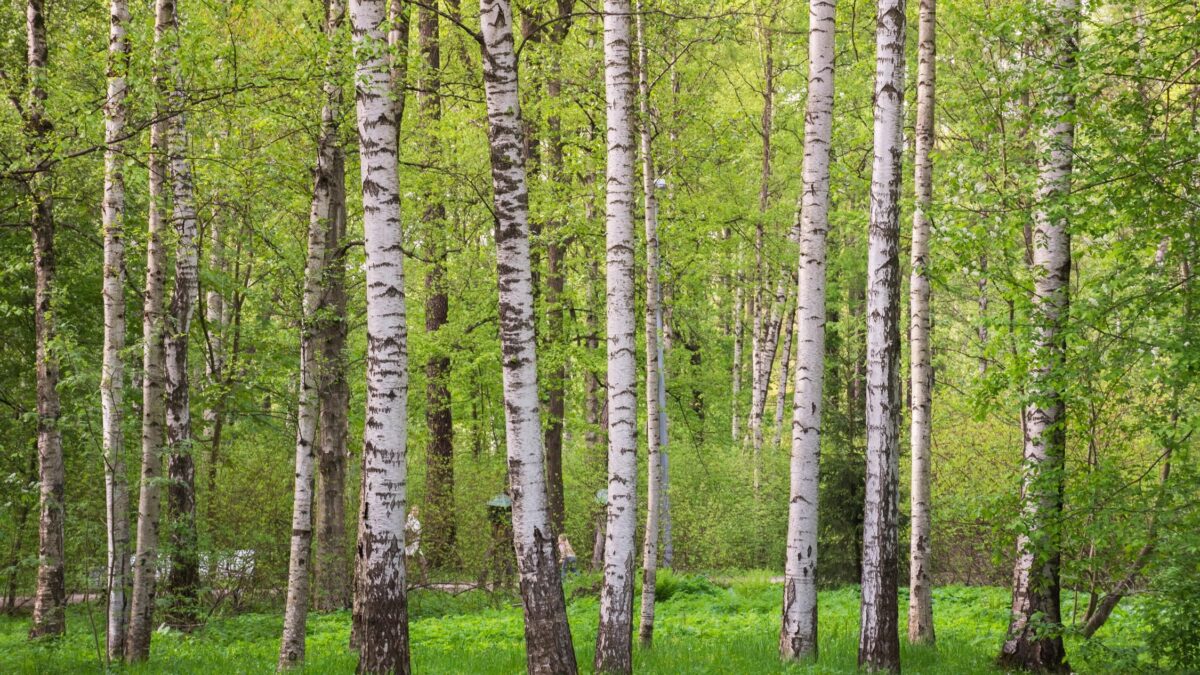 Le poesie e i ricordi nascosti tra i tronchi delle fragili betulle