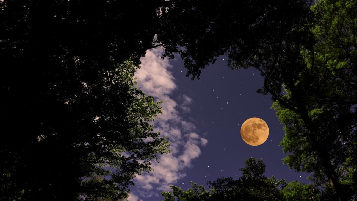 Quelle nottate in tenda sotto le stelle immersi nel bosco che non dorme mai