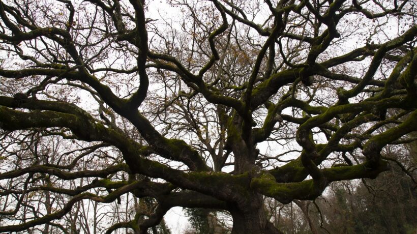 Gli amabili resti della quercia ci insegnano che il parco non deve essere un cimitero