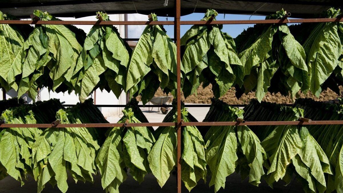 Manifatture Sigaro Toscano lancia il «Robusto trilogia»