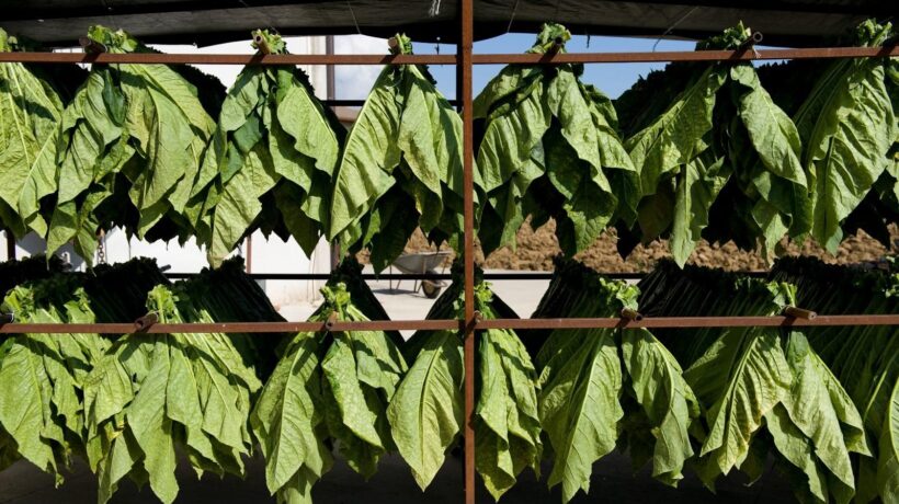 Manifatture Sigaro Toscano lancia il «Robusto trilogia»