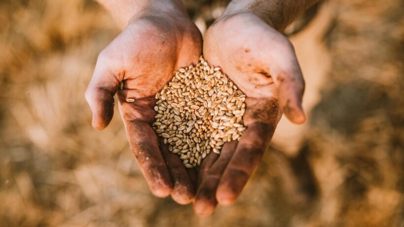 La Turchia prova a sbloccare il grano
