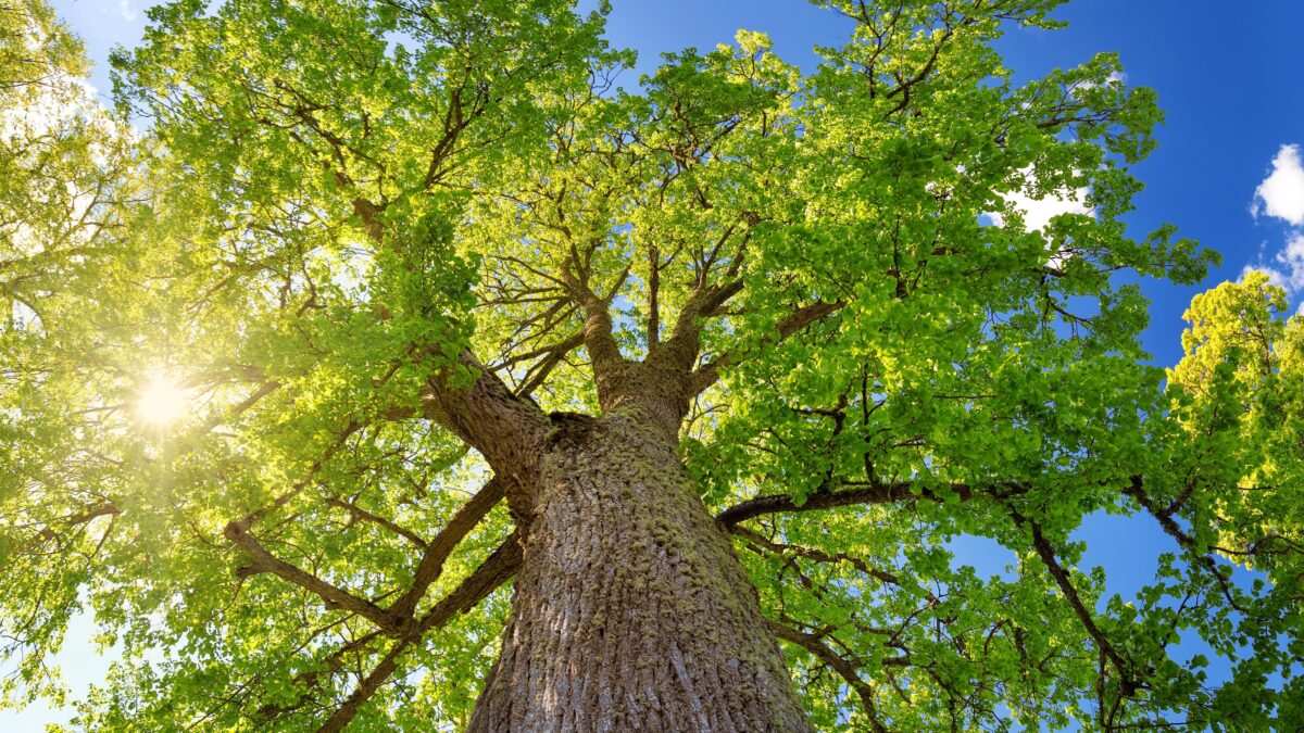 L’albero misterioso che regala un angolo di verde in mezzo alla città