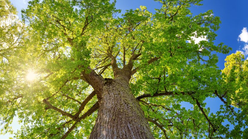 L’albero misterioso che regala un angolo di verde in mezzo alla città