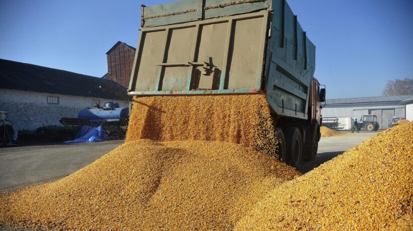 Sorpresa: il grano ucraino non va in Africa