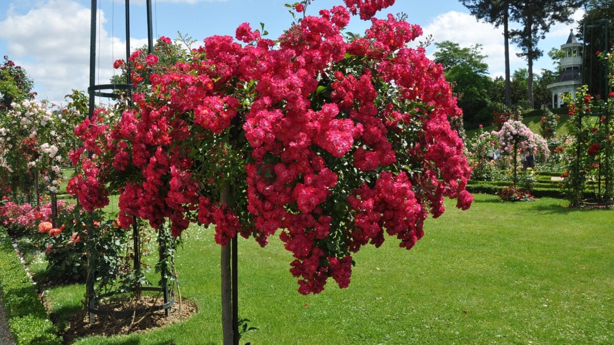 Una pioggia colorata di petali e foglie riesce a sconvolgere una vita perfetta
