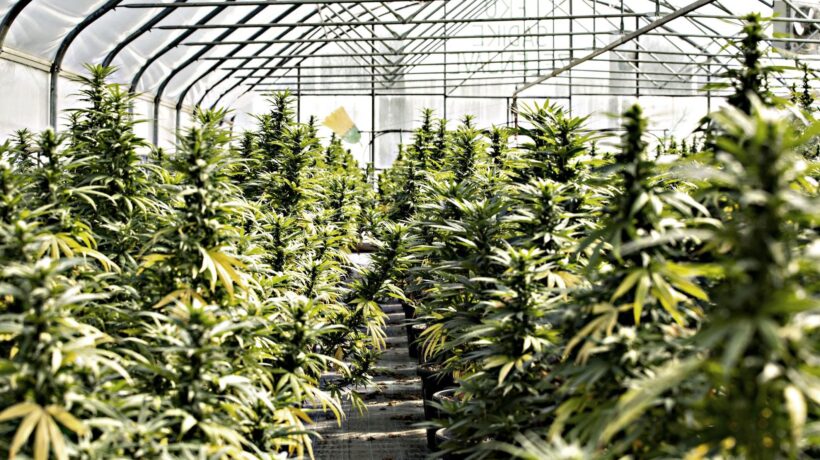 Contro il dolore, la cannabis vale un placebo