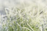 La lotta per la vita nella campagna ghiacciata