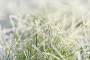 La lotta per la vita nella campagna ghiacciata