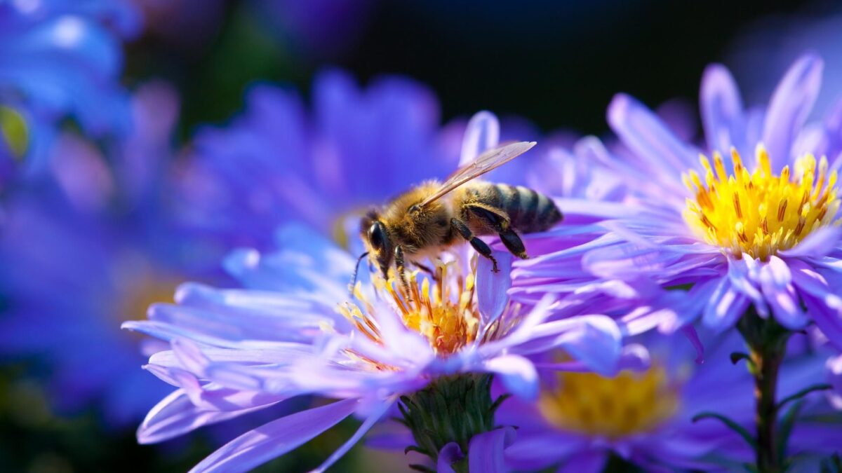 Adottare un alveare, una scelta per l’uomo e per l’ambiente