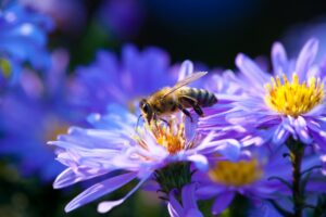 Adottare un alveare, una scelta per l’uomo e per l’ambiente