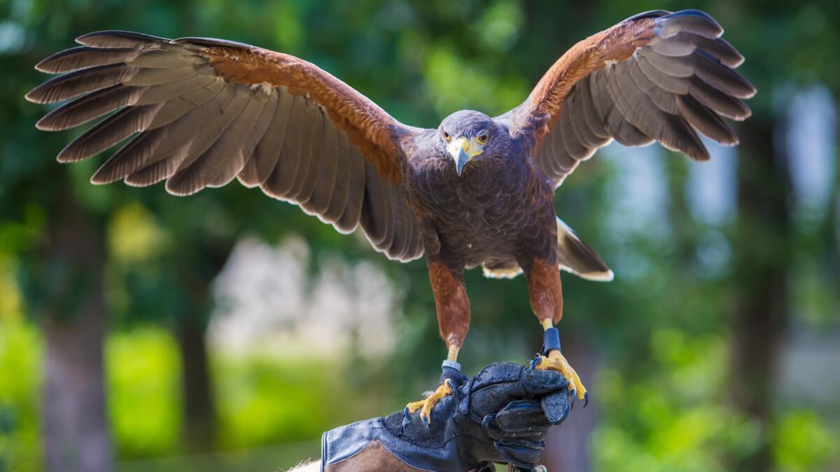 A caccia con il falco, l’antica arte nobile divenuta popolare