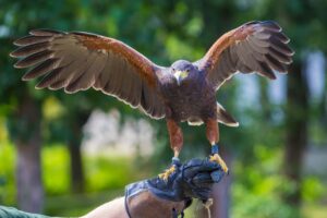 A caccia con il falco, l’antica arte nobile divenuta popolare