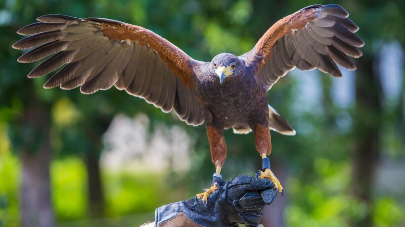 A caccia con il falco, l’antica arte nobile divenuta popolare