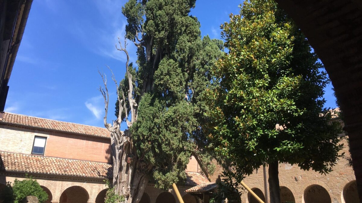 Il cipresso inutile miracolato da Francesco