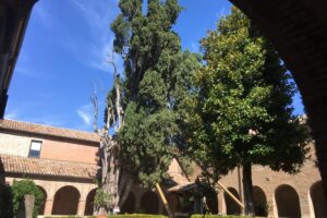 Il cipresso inutile miracolato da Francesco