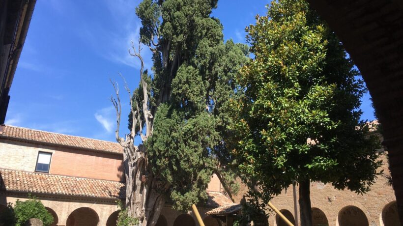 Il cipresso inutile miracolato da Francesco