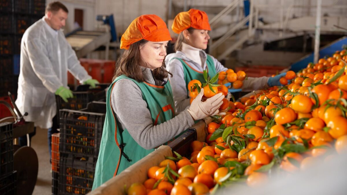 L’economia italiana può fare meglio delle previsioni. Cruciali export e agricoltura