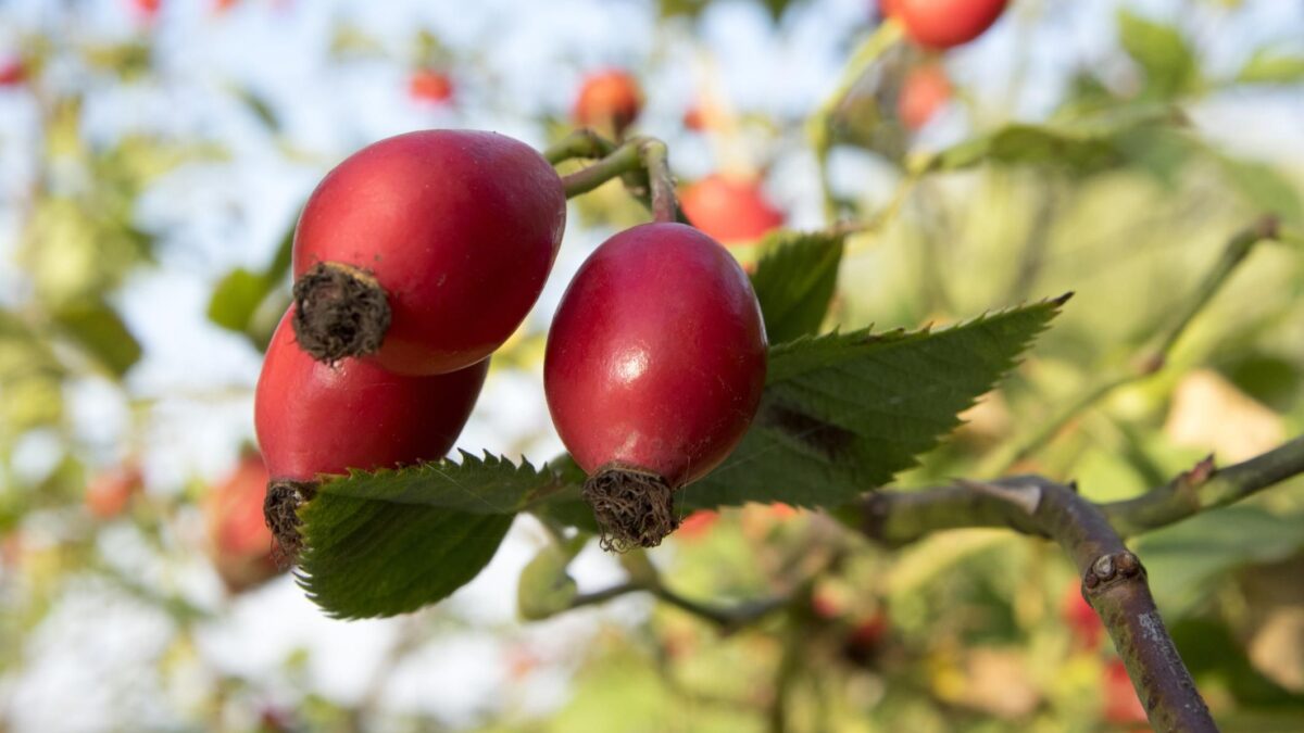 Rosa canina, il profumo del fiore del silenzio