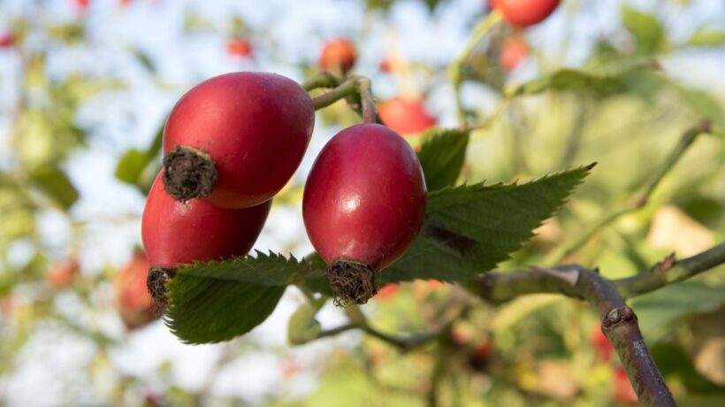 Rosa canina, il profumo del fiore del silenzio
