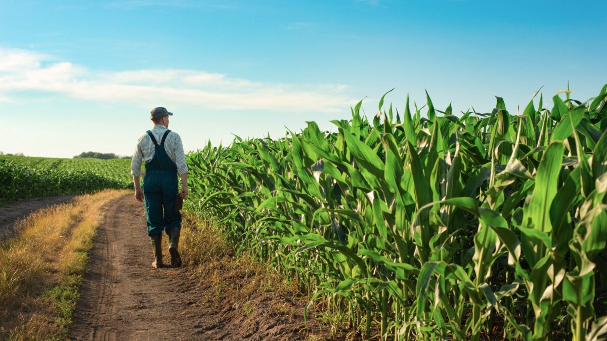 Agricoltura italiana sotto attacco dell’Ue: senza mais a rischio il latte e i formaggi