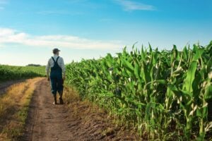 Agricoltura italiana sotto attacco dell’Ue: senza mais a rischio il latte e i formaggi